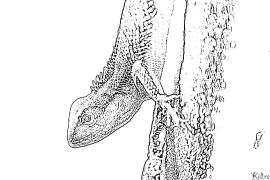 lizard Coloring Pages To Print